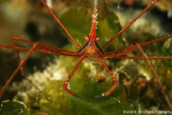 The ubiquitous Arrow crab. Cozumel. Canon 400D 100mm. by Paul Holota 